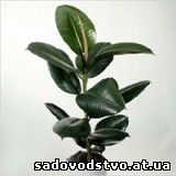 Фикус каучуконосный (Ficus elastica)