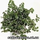 Фикус карликовый(Ficus pumila)